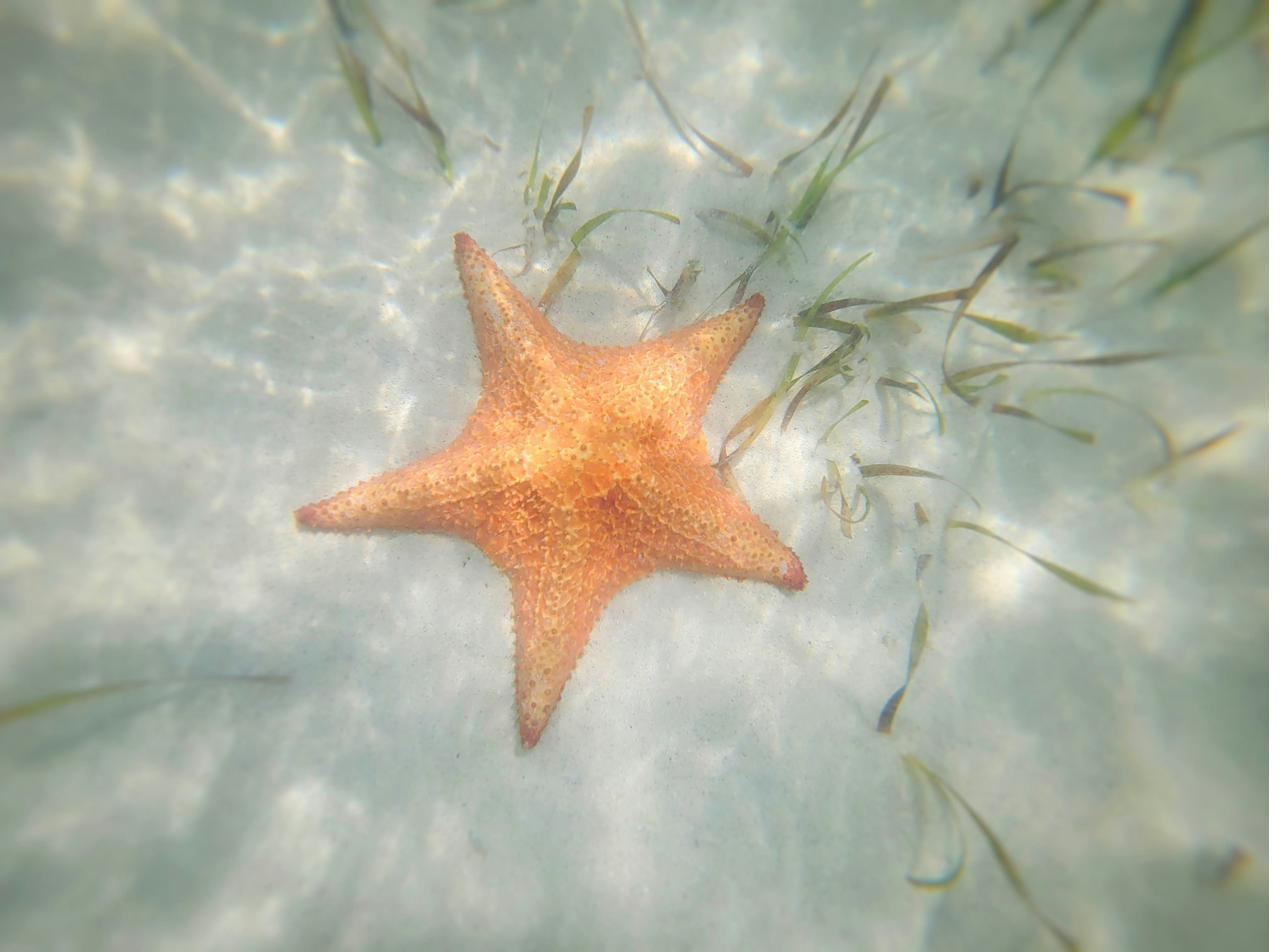 Starfish on white sand in shallow water
