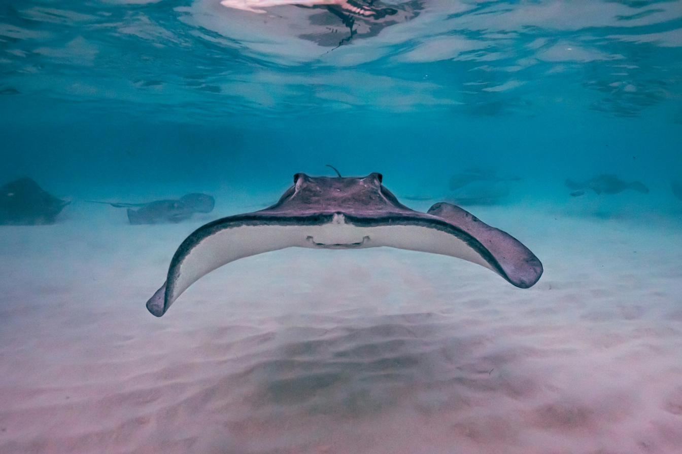 Southern stingray gliding over the sandbar